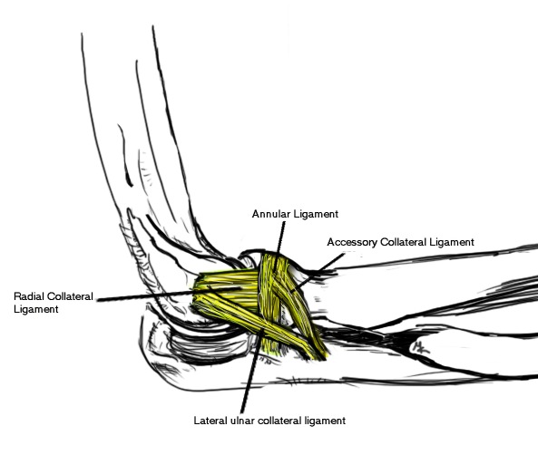 LCL Elbow